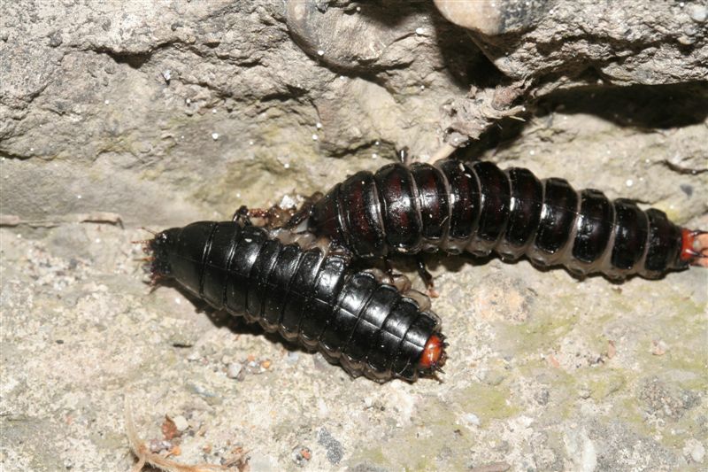 Da determinare: larve di?? Calosoma sycophanta